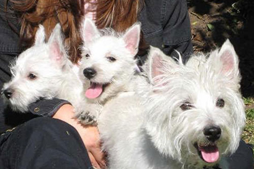 Dinastía del Cachorro West Highland Terrier