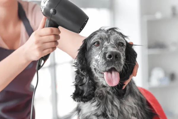 ¿A los cuántos meses puedo bañar mi perro? ¡Aquí te contamos!