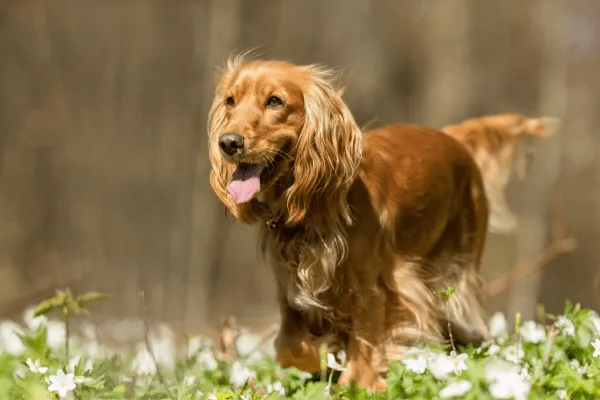 ¿Cómo educar a mi perro cocker?