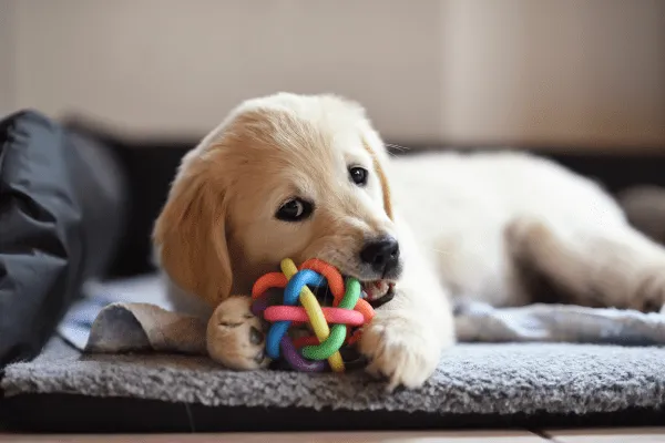 Tips para escoger los mejores juguetes para perros