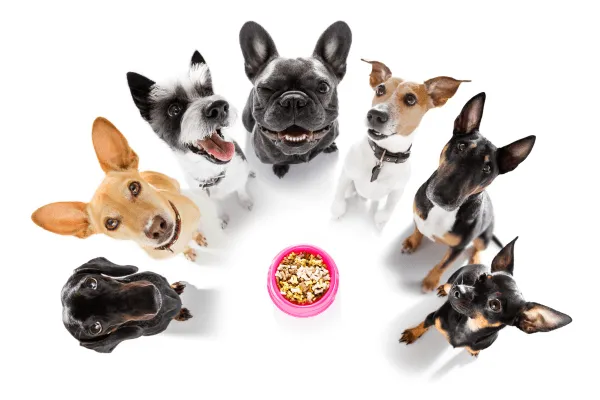 10 alimentos tóxicos para perros