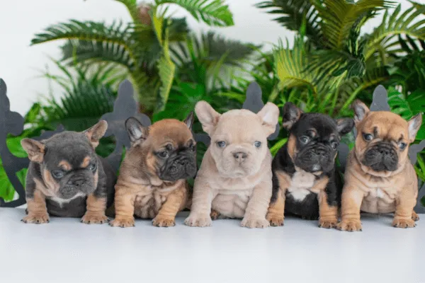 img-bulldog-frances-precio-medellin-1