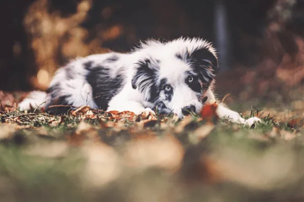 img-como-hacer-feliz-a-un-perro-border-collie-1