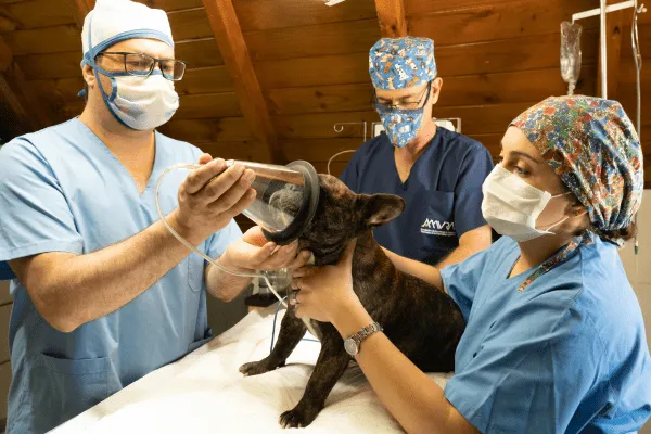 img-conoce-aqui-porque-convulsiona-un-perro-1