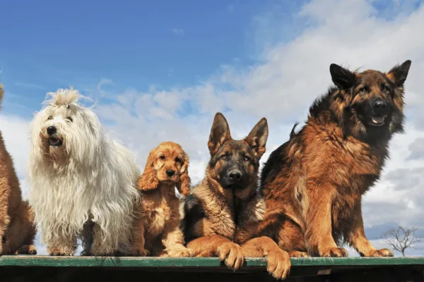 img-las-razas-mas-populares-de-perros-1