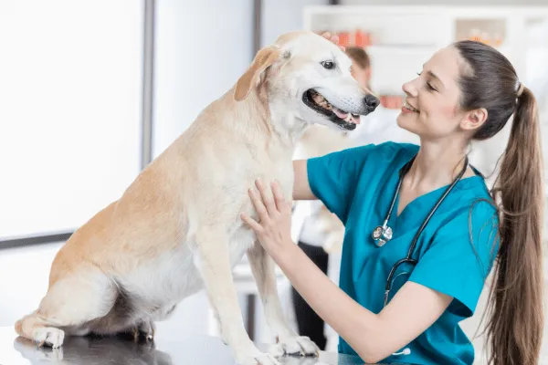¿Por qué da la otitis en perros?: Causas y tratamientos