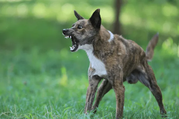 img-por-que-mi-perro-es-agresivo-con-otros-perros-1