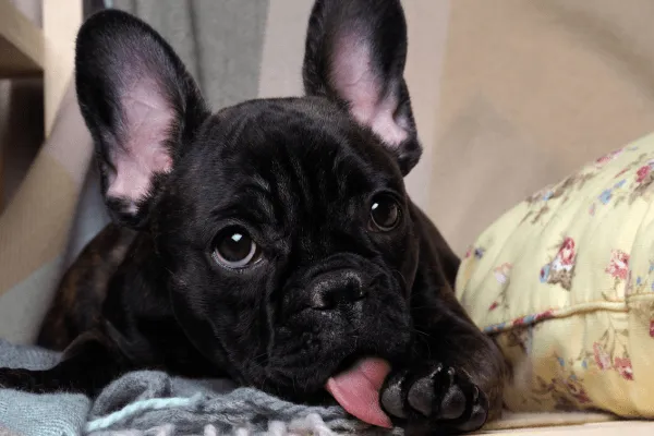 img-por-que-mi-perro-se-lame-muerde-las-patas-1