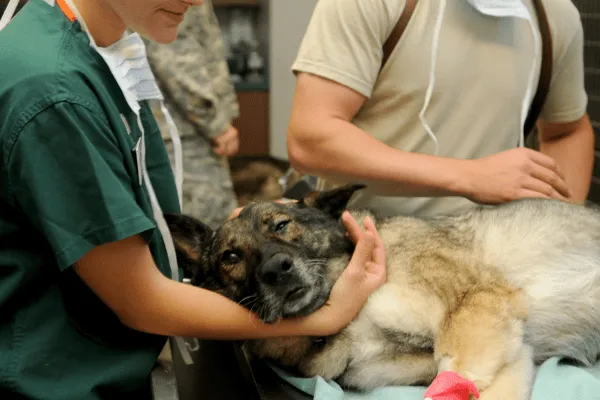 img-que-hacer-si-mi-perro-se-esta-asfixiando-1