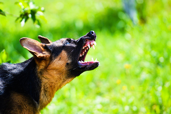 La agresividad en perros suele relacionarse a varias causas. Puede ser territorial, miedo, dominancia, o una mala socialización temprana. También, puede estar relacionada con...