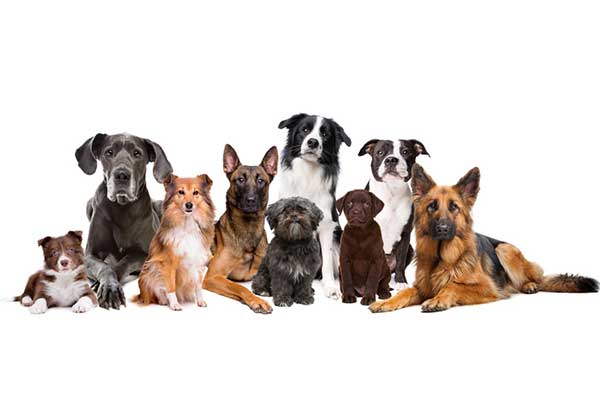 Las razas más populares de perros que te pueden interesar.