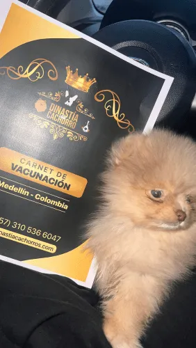 Dinastia-del-Cachorro-Testimonio_0002