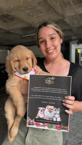 Golden Retriever en Colombia Testimonios