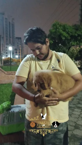 Golden Retriever en Colombia Testimonios