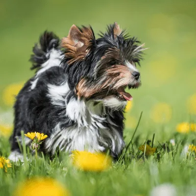 Img-BannerSeparador-Dinastia-del-Cachorro-4-2