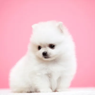 Img-BannerSeparador-Dinastia-del-Cachorro-4-2