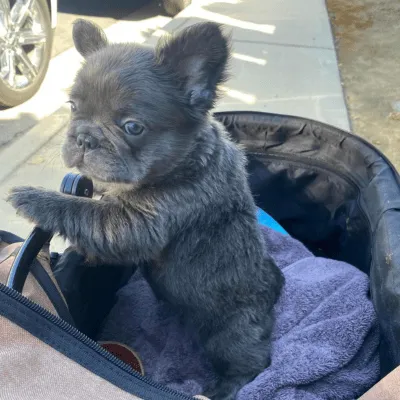 Img-BannerSeparador-Dinastia-del-Cachorro-4-5