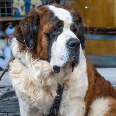 Img-BannerSeparador-Dinastia-del-Cachorro-4-7