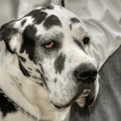 Img-BannerSeparador-Dinastia-del-Cachorro-4-8