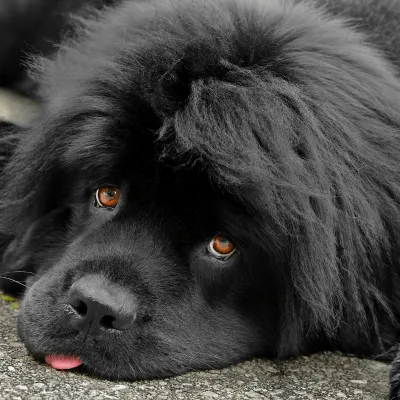 Img-BannerSeparador-Dinastia-del-Cachorro-4-9