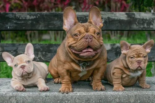 Img-Dinastia-del-Cachorro-Galeria-Bulldog-Frances_0008