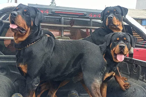 Rottweiler Alemán vs Americano