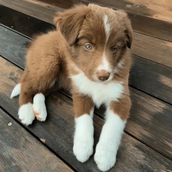 Border Collie Medellín cachorro disponible en Dinastia Colombia