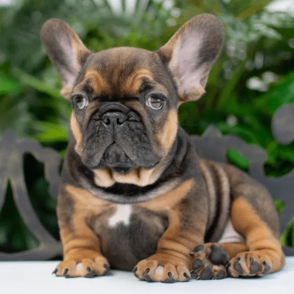 Img-Dinastia-del-Cachorro-Home-Razas-BulldogFrances