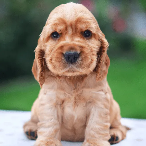 Img-Dinastia-del-Cachorro-Home-Razas-Cocker-spaniel-Americano