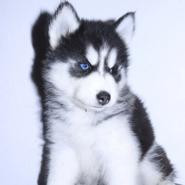 Img-Dinastia-del-Cachorro-Home-Razas-Husky