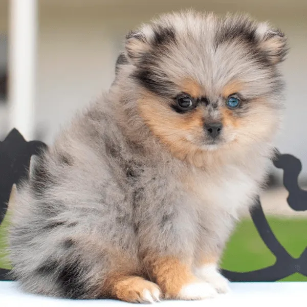 Img-Dinastia-del-Cachorro-Home-Razas-Pomerania