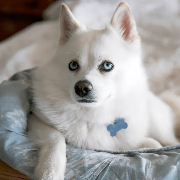 Img-Dinastia-del-Cachorro-Home-Razas-Pomsky