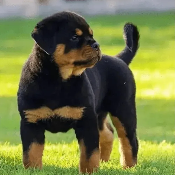Img-Dinastia-del-Cachorro-Home-Razas-Rottweiler