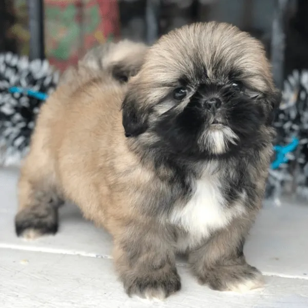 Shih tzu