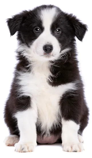 Border Collie Medellín Colombia cachorros disponilbes