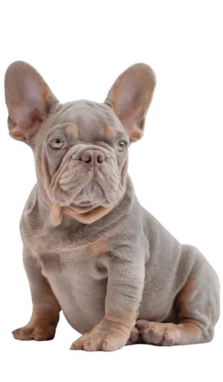 Img-Dinastia-del-Cachorro-RazaIndividual-BulldogFrances-1