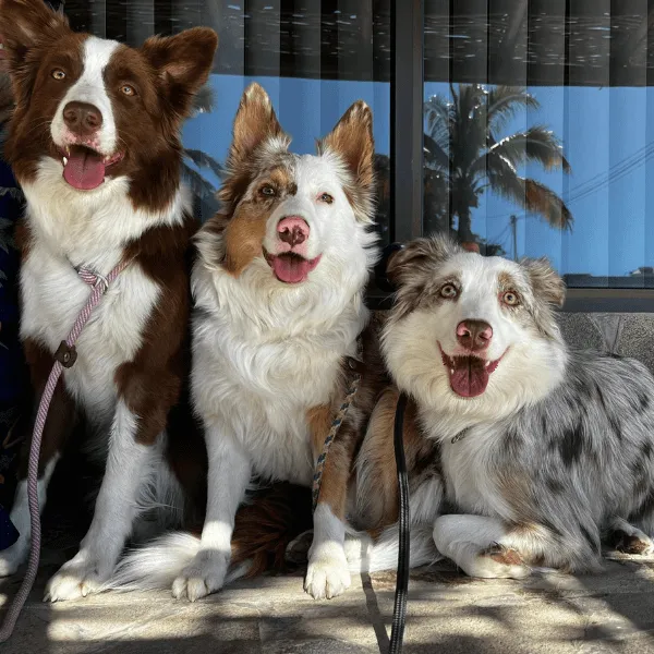 Border Collie en Cali