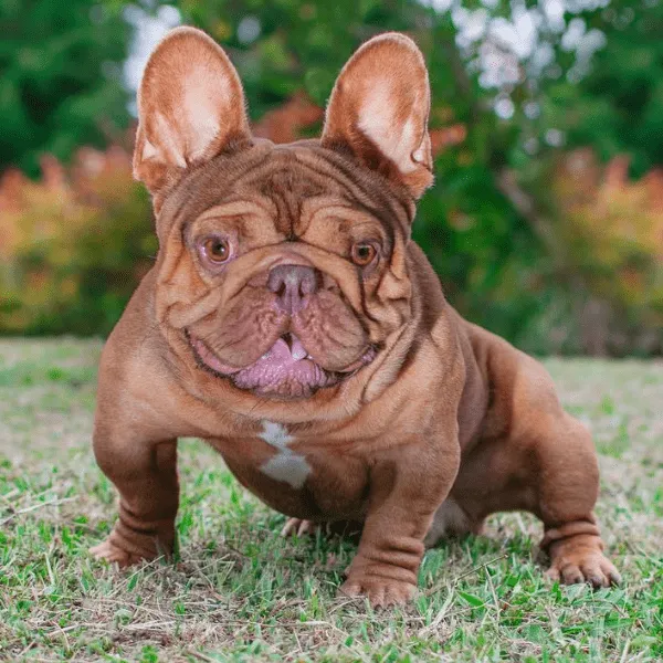 Img-Dinastia-del-Cachorro-RazaIndividual-Caracteristicas-BulldogFrances