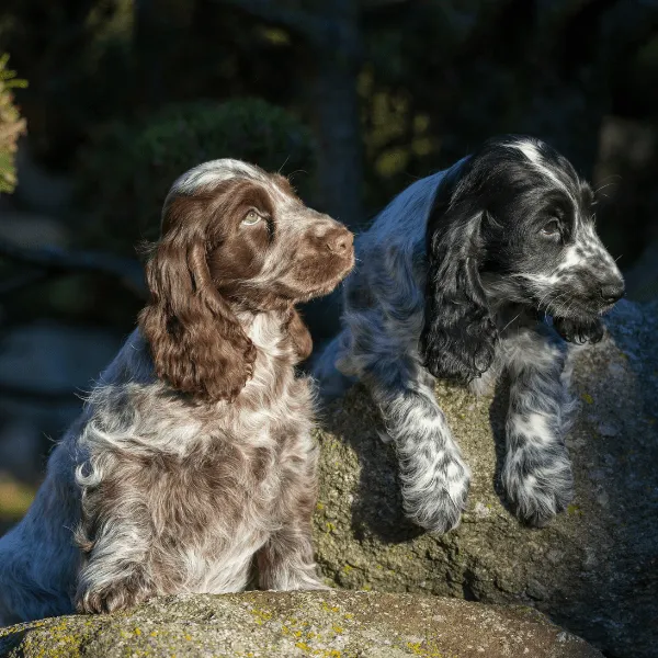 Img-Dinastia-del-Cachorro-RazaIndividual-Caracteristicas-Cocker-Spaniel