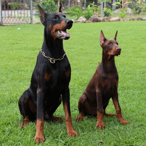 Dóberman Colombia