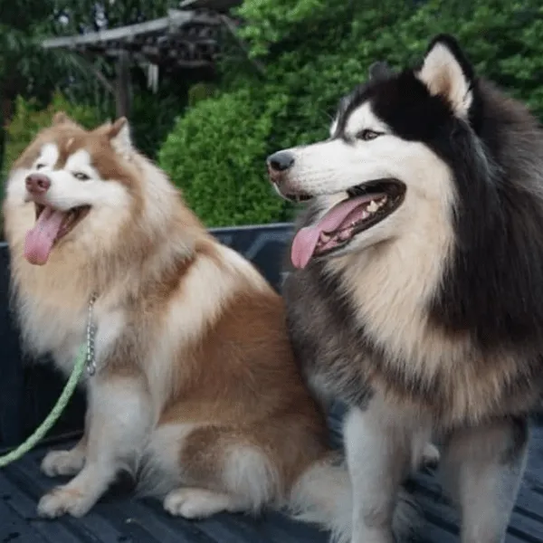 Img-Dinastia-del-Cachorro-RazaIndividual-Caracteristicas-Husky