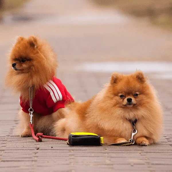 Img-Dinastia-del-Cachorro-RazaIndividual-Caracteristicas-Pomerania