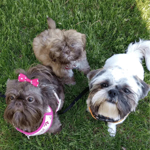 Img-Dinastia-del-Cachorro-RazaIndividual-Caracteristicas-Shih-Tzu