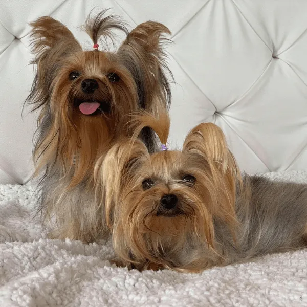 Img-Dinastia-del-Cachorro-RazaIndividual-Caracteristicas-Yorkshire