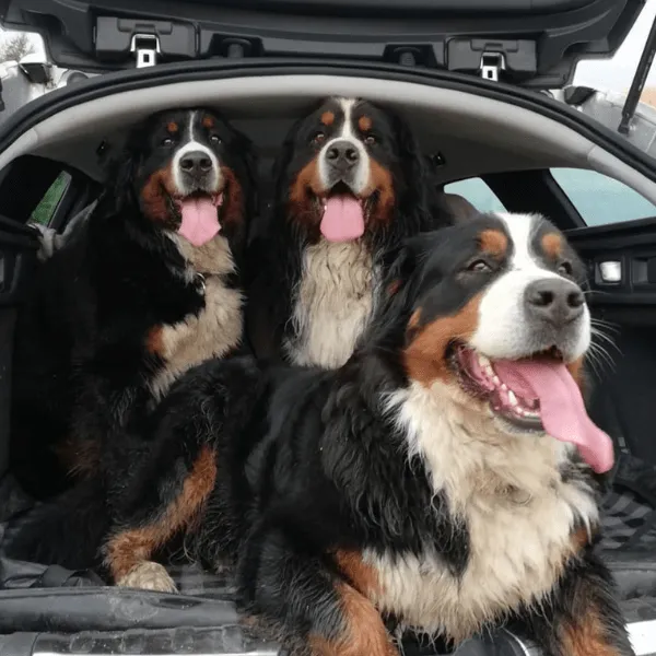 Bernés de la montaña Colombia