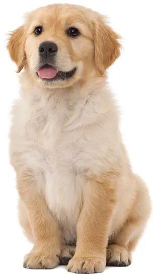 Golden Retriever en Colombia