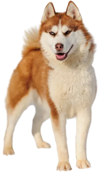 Img-Dinastia-del-Cachorro-RazaIndividual-HuskySiberiano