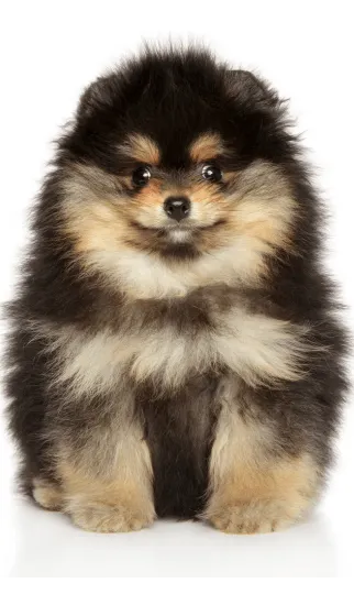 Img-Dinastia-del-Cachorro-RazaIndividual-Pomerania