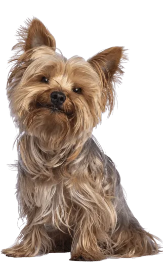 Img-Dinastia-del-Cachorro-RazaIndividual-YorkshireTerrier