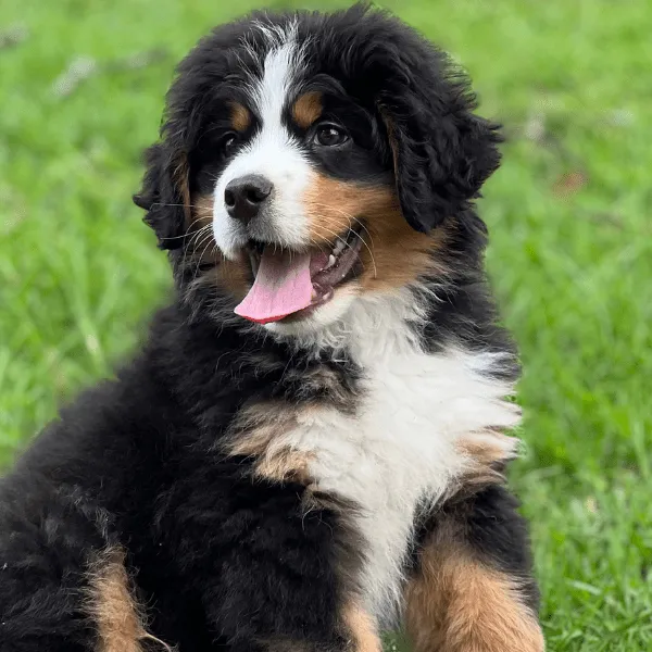 Bernés de la montaña Colombia